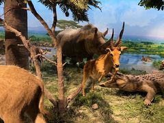 -国家自然博物馆