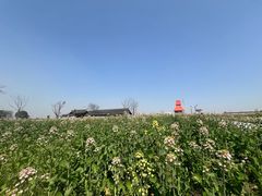 -杭州湾海上花田景区