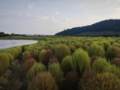 -径山花海