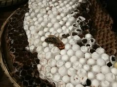 -昆虫窝子·特色云南菜(拓东路总店)