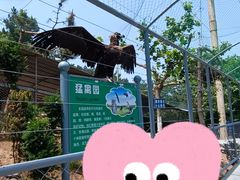 -西霞口神雕山野生动物世界