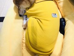 -逗柴咖啡屋·狗咖猫咖宠物桌游