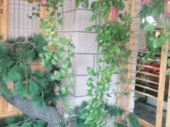 -九田家黑牛烤肉料理·自助(洪洞县城市花园店)