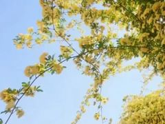 -顾村公园3号门停车场