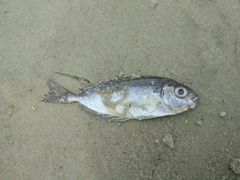 -万源龙顺度假庄园生态观光园