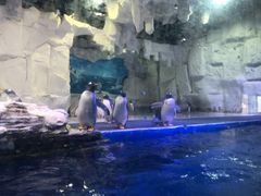 -华夏文旅海洋公园