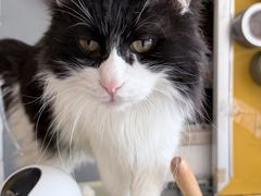 -平行世界·猫咖(首经贸店)