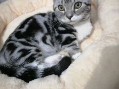 -钦宠·猫咪售卖·洗护·寄养(东圃旗舰店)
