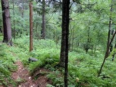 -五营红松林海景区