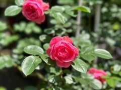 -谷咖啡·鲜花绿植花园餐厅