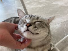 -猫力发电所·宠物专门店