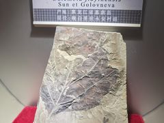 -嘉荫恐龙国家地质公园