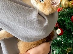 -lincat·猫舍(广州店)