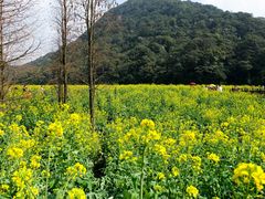 -广州市石门国家森林公园