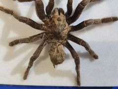 -上海昆虫博物馆