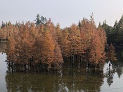 -白鹭湾湿地公园