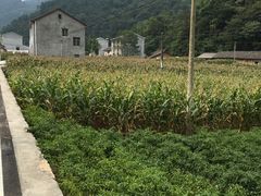 土地-神农架香溪源景区