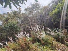 -白草畔自然风景区