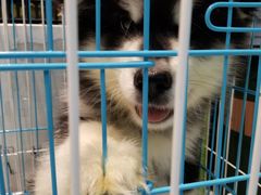 -龟与熊猫宠物公园(南坪店)