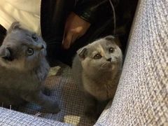 -吉丁鸟咖·异宠·寄养