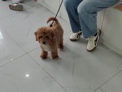 -纳吉亚猫专科动物诊疗中心(蒋宅口分院)