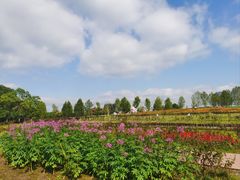-雅和睿景·商务宴·风味土窑鸡(花博汇店)