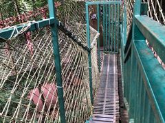 -西双版纳原始森林公园