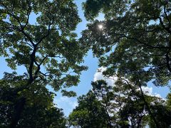 -黄埔油麻山森林公园