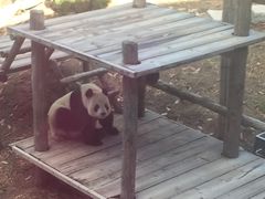 -大连森林动物园