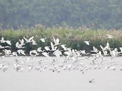 -大湾区中央湿地公园