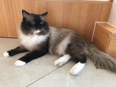 -Catmate·猫肥家润(金润铂宫店)