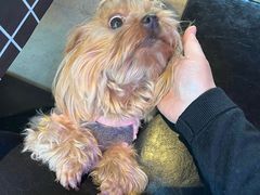 -百好乐宠物友好餐厅(朝外大街店)