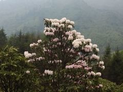 -硗碛藏寨·神木垒景区