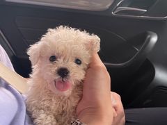 -翊宠yipet猫狗购宠庄园犬舍•猫舍