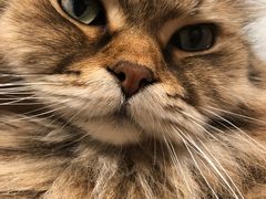 -猫儿山۰猫主题餐厅