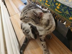 -平行世界·猫咖(首经贸店)