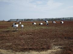 -盐城丹顶鹤湿地生态旅游区