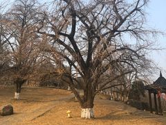-千年银杏谷文化旅游区
