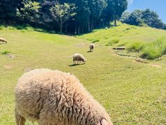 -神户市立六甲山牧场