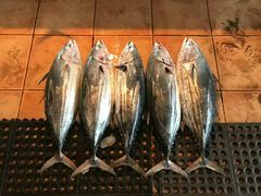 -尼甘布海鲜市场