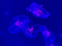 -沈阳海洋探索中心