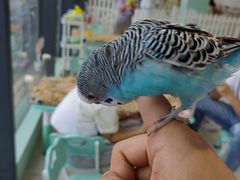 -怪兽屋·羊驼·猫咖·狗咖(俊华广场店)