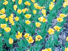 -长春公园(普阳街道)