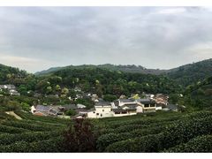 -阿巧茶庄
