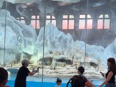 -帝企鹅自助餐厅•儿童岛•真企鹅(长隆企鹅酒店)