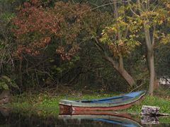 -上海共青森林公园