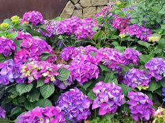 -春花秋色城市公园