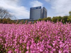 -春花秋色城市公园