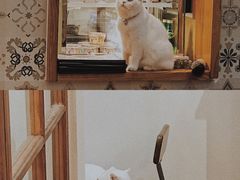 -猫小主咖啡·猫咖cat cafe(福田店)
