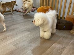 -柴迷FANS CLUB·柴犬狗咖·猫咖